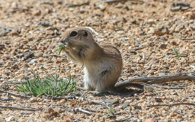 Round-tail Ground squirrel feeds on a plant at the ASARCO Copper Mine