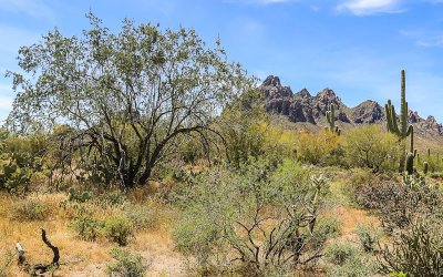 An Ironwood tree with Ragged Top Mountain in the distance in Ironwood Forest National Monument