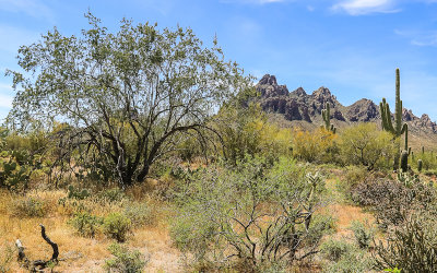 Ironwood Forest National Monument – Arizona