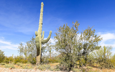 A Saguaro cactus flanked by an Ironwood tree in Ironwood Forest National Monument