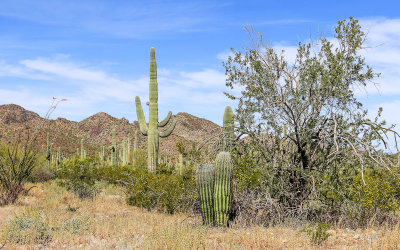 An Ironwood tree with mountains in the distance in Ironwood Forest National Monument