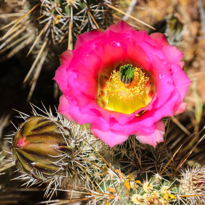 Flower blooming on a Hedgehog cactus in Ironwood Forest National Monument