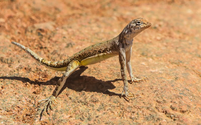 Lizard standing its ground in Ironwood Forest National Monument