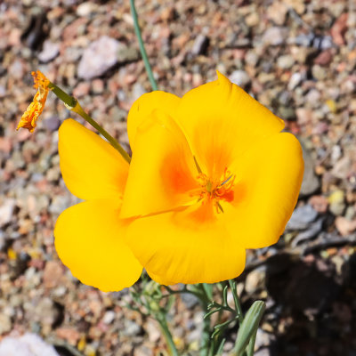 Desert flower in Ironwood Forest National Monument
