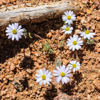 Tiny flowering plant on the desert floor in Ironwood Forest National Monument