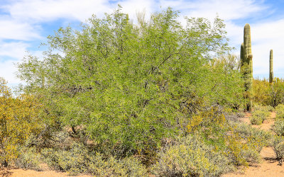 A large Mesquite tree in Ironwood Forest National Monument