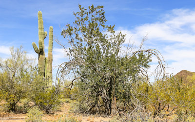 Saguaro cacti next to a large Ironwood tree in Ironwood Forest National Monument