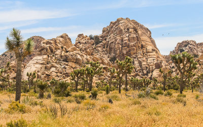 Rock pile along the park road with Joshua Trees in the foreground in Joshua Tree National Park