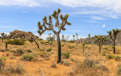 A Joshua Tree reaches for the sky in Joshua Tree National Park