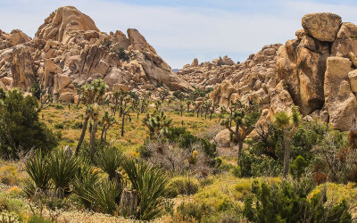 A small valley sits among the rocks in Joshua Tree National Park