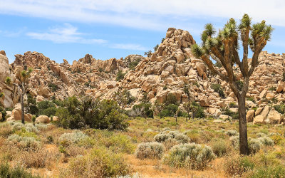 Varied rock formations along Park Boulevard in Joshua Tree National Park
