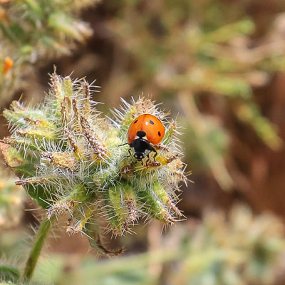 A Ladybug crawls on a low-lying plant in Joshua Tree National Park