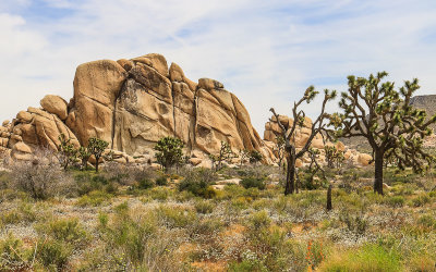 Rock outcropping in Joshua Tree National Park