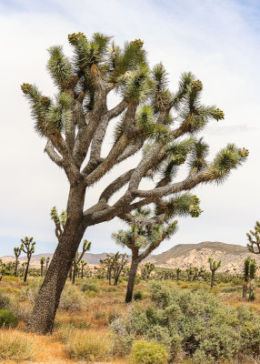 Leaning Joshua Tree in Joshua Tree National Park