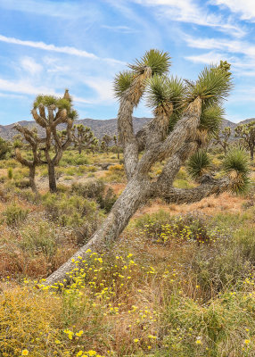 Nearly toppled Joshua Tree in Joshua Tree National Park