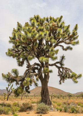 Large Joshua Tree along Park Boulevard in Joshua Tree National Park