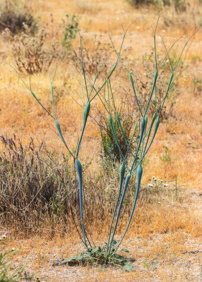 Desert Trumpet in Joshua Tree National Park