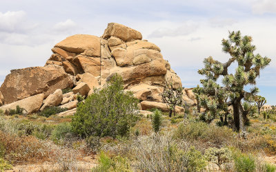 Boulder jumble along the park road in Joshua Tree National Park