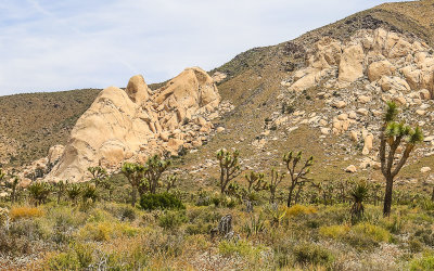 The Oyster Bar near Ryan Mountain in Joshua Tree National Park