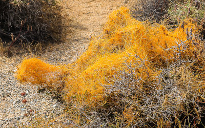 Small-toothed Dodder parasite takes over another plant in Joshua Tree National Park