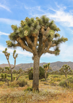 A Joshua Tree along the Keys View Road in Joshua Tree National Park