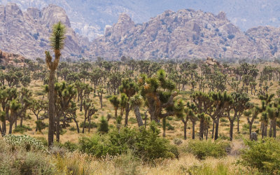 The Joshua Tree forest along the Keys View Road in Joshua Tree National Park