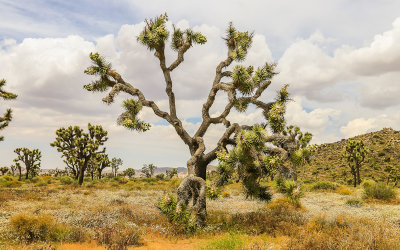Clouds gather over trees in Joshua Tree National Park