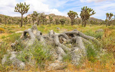 Remains of a collapsed Joshua Tree in Joshua Tree National Park