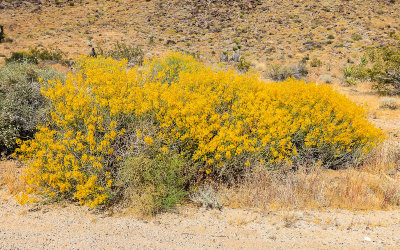 Rabbitbrush in full bloom in Joshua Tree National Park