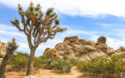 A Joshua Tree near a smooth boulder pile in Joshua Tree National Park
