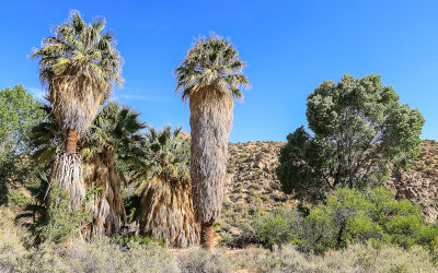 Cottonwood Spring oasis along the Pinto Basin Road in Joshua Tree National Park