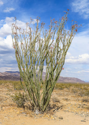 Ocotillo plant in the Ocotillo Patch along the Pinto Basin Road in Joshua Tree National Park