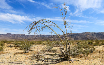 Skeleton of a dead Ocotillo plant in the Ocotillo Patch in Joshua Tree National Park