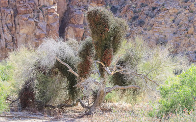 Mistletoe parasite takes over a tree along the Pinto Basin Road in Joshua Tree National Park