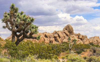 Stacked boulders along Park Boulevard in Joshua Tree National Park