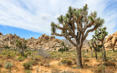 Joshua Tree National Park  California