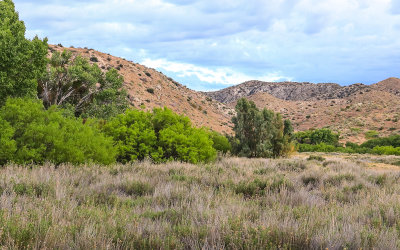 Along the Marsh Trail in Big Morongo Canyon Preserve in Sand to Snow National Monument