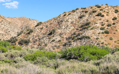 Along the Marsh Trail in Big Morongo Canyon Preserve in Sand to Snow National Monument