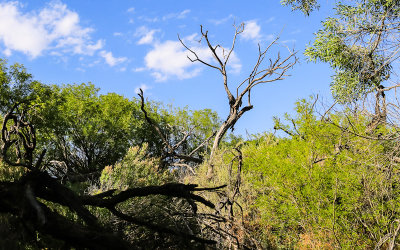 Dead tree in Big Morongo Canyon Preserve in Sand to Snow National Monument