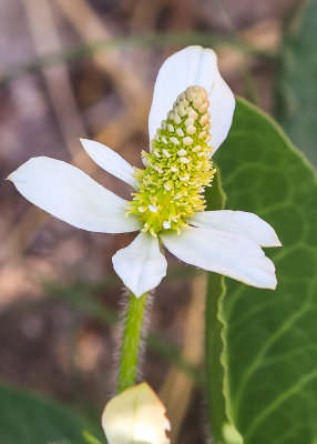 Yerba Mansa flower in Big Morongo Canyon Preserve in Sand to Snow National Monument