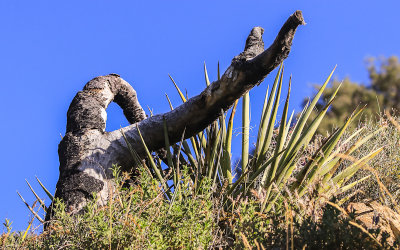 Old stump in Big Morongo Canyon Preserve in Sand to Snow National Monument