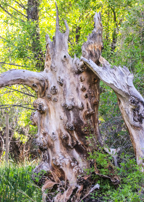 Big Morongo Canyon Preserve tree trunk in Sand to Snow National Monument