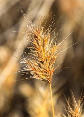 Compact Brome along the trail in Big Morongo Canyon Preserve in Sand to Snow National Monument