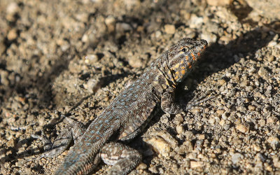 Lizard in Big Morongo Canyon Preserve in Sand to Snow National Monument