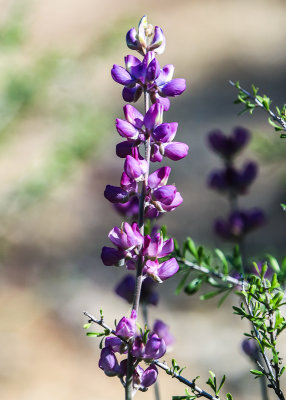 Flowers in Big Morongo Canyon Preserve in Sand to Snow National Monument