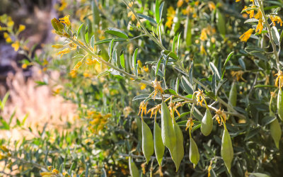 Flower and seed pods in Big Morongo Canyon Preserve in Sand to Snow National Monument