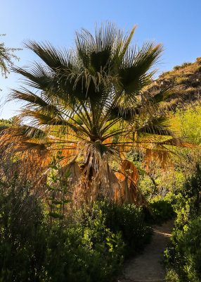 Fan Palm on the Marsh Trail in Big Morongo Canyon Preserve in Sand to Snow National Monument