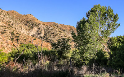 Mesquite Trail view in Big Morongo Canyon Preserve in Sand to Snow National Monument