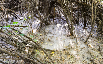 Seeds cover the ground like snow in Big Morongo Canyon Preserve in Sand to Snow National Monument