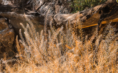 Sun drenched plants in Big Morongo Canyon Preserve in Sand to Snow National Monument